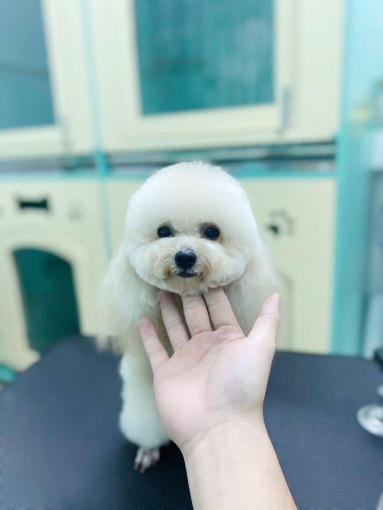 quy trình Tắm & Grooming Binh Thanh