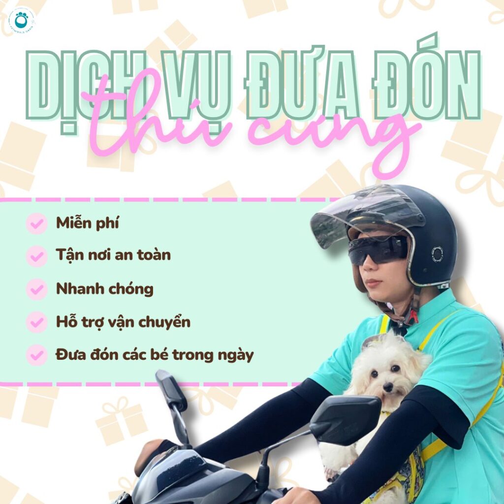 Đưa đón thú cưng quận Bình Thạnh