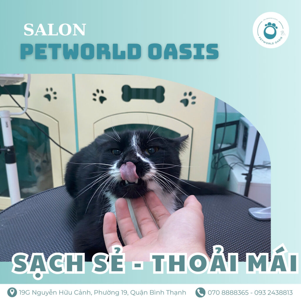 Chăm Sóc Thú Cưng Chuyên Nghiệp tại Bình Thạnh