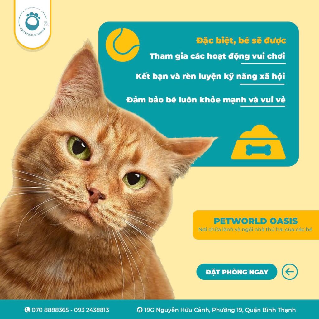 Dịch vụ Pet Hotel tại Bình Thạnh