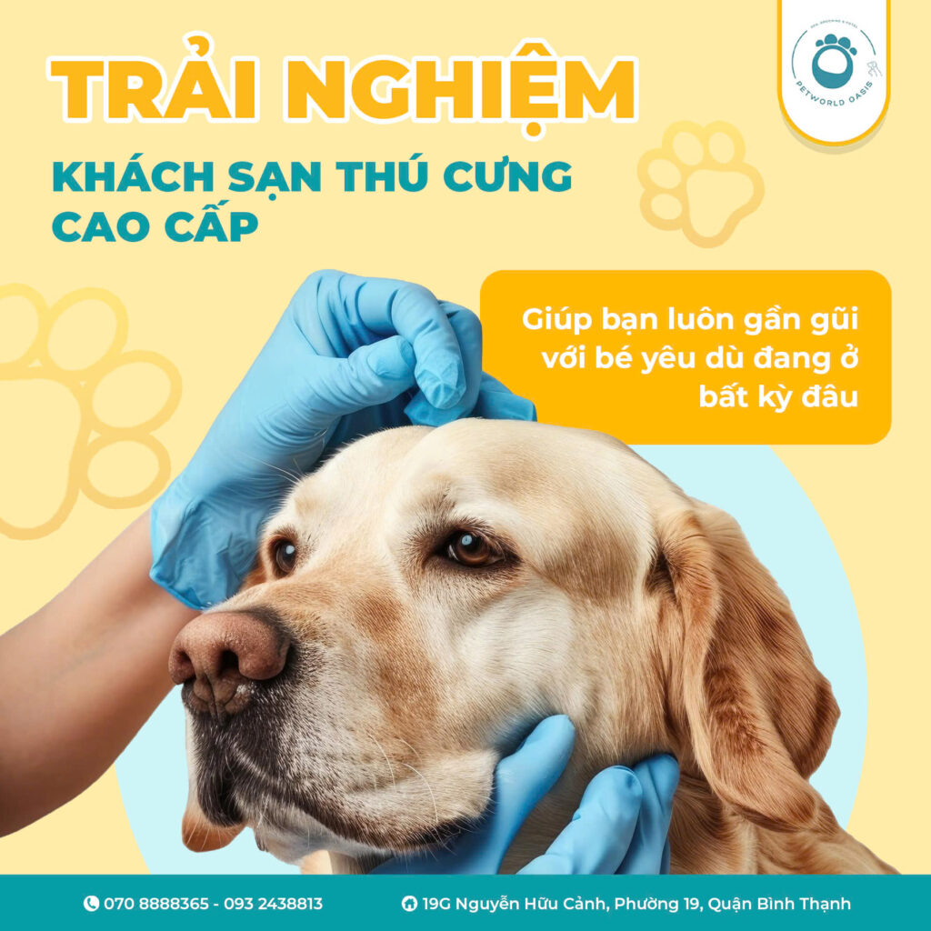 Gửi Chó Mèo Tại Pet Hotel Bình Thạnh