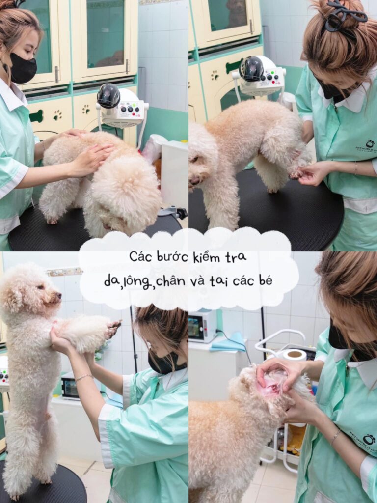 Dạy thú cưng quen tắm
