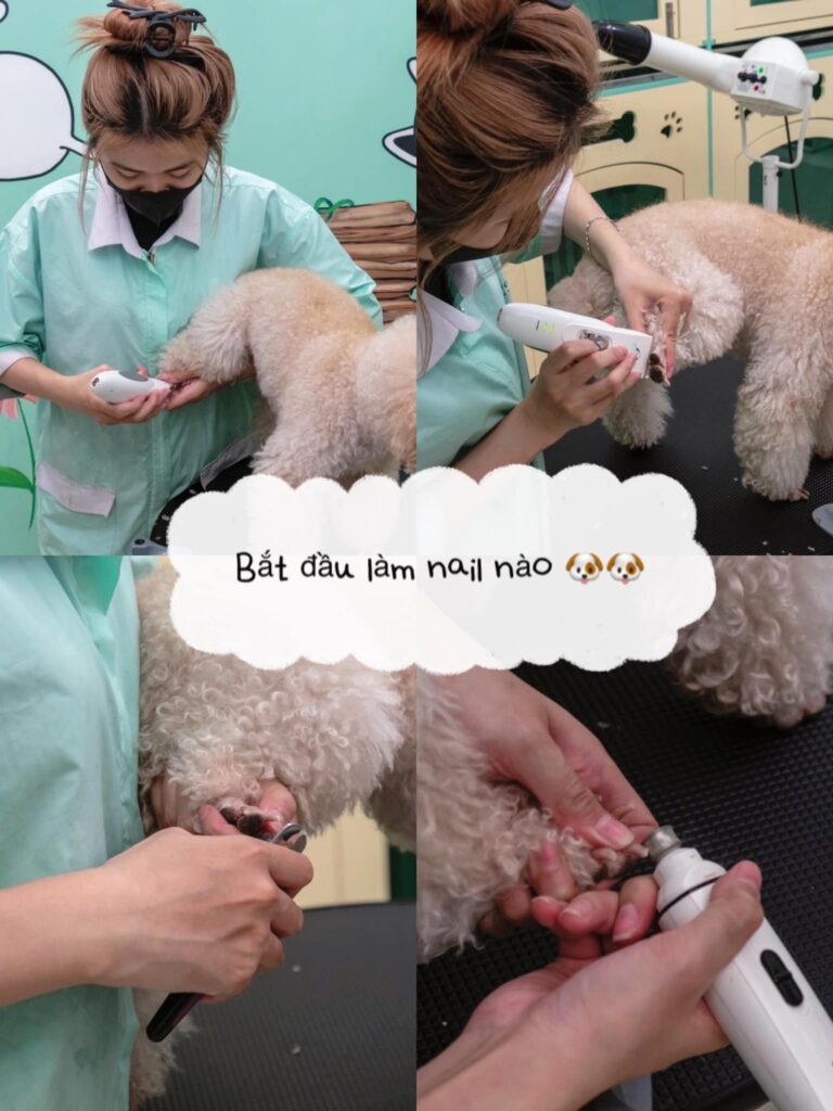 Grooming thú cưng
