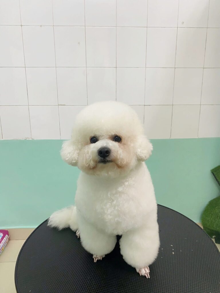 Nệm cho chó mèo 