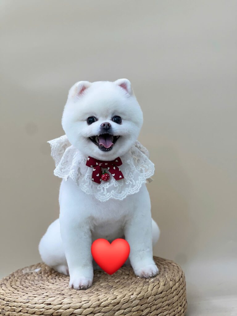 Mua Sắm Phụ Kiện Cho Chó Mèo