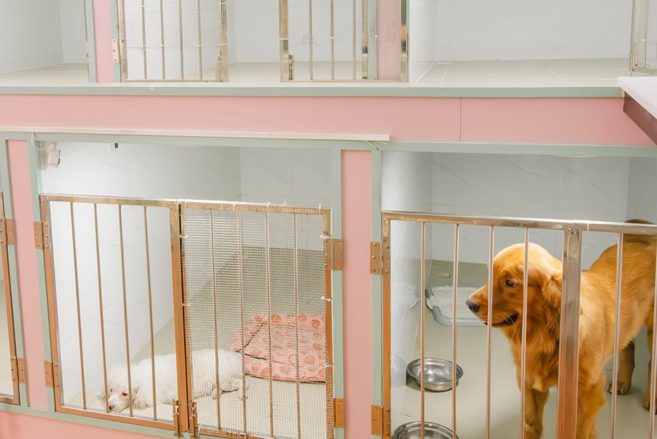 Chăm sóc thú cưng tại PETWORLD OASIS