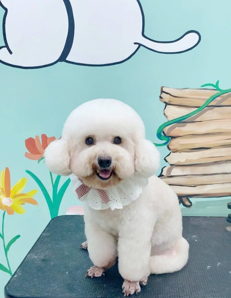 Dịch vụ thú cưng bình thạnh