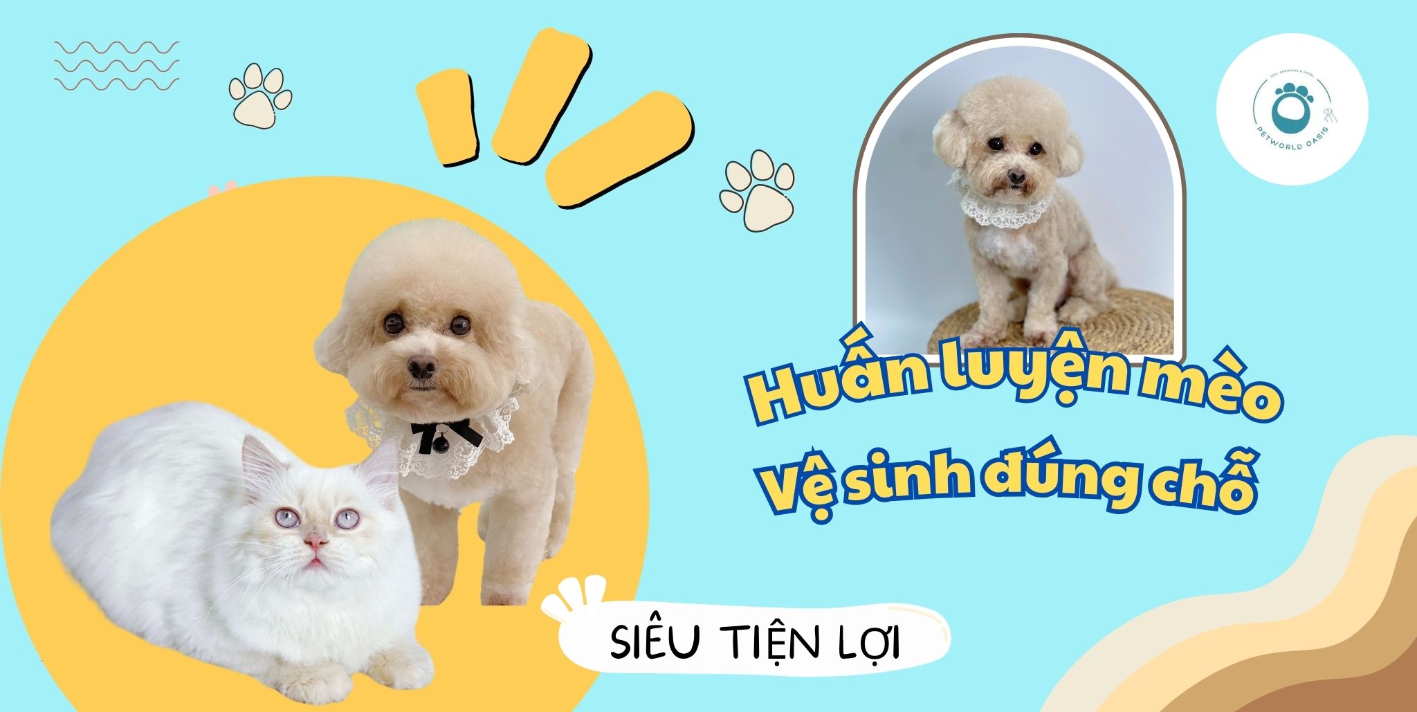 mèo đi vệ sinh đúng chỗ