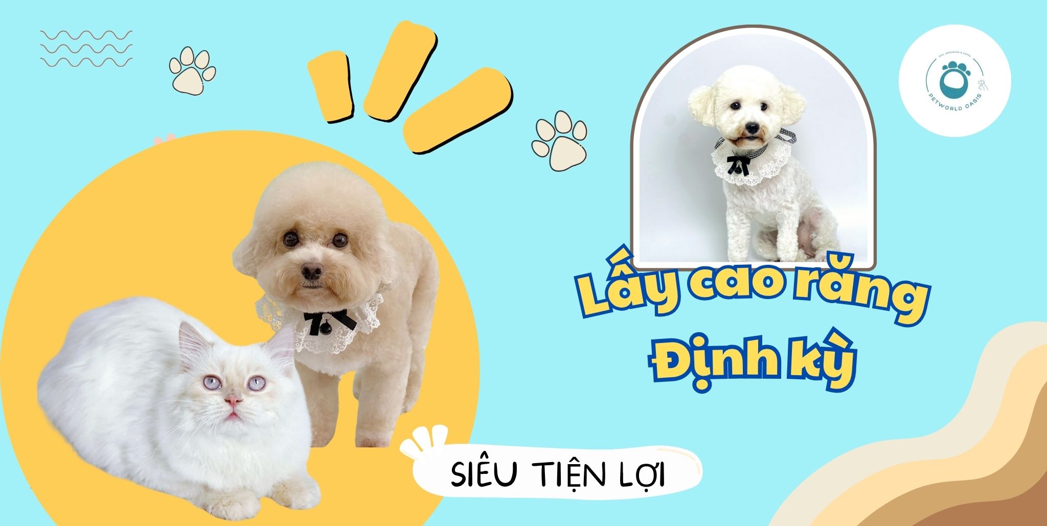Lấy cao răng cho chó mèo