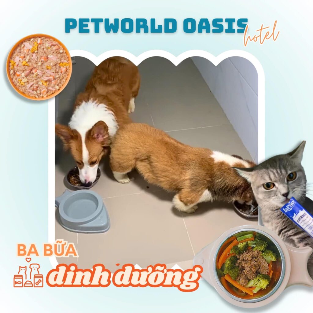 Chăm sóc thú cưng tại PETWORLD OASIS