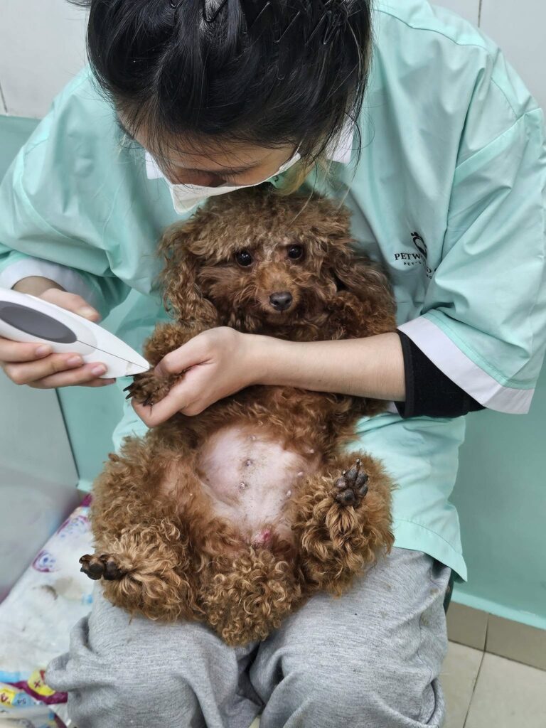 Cắt móng thú cưng an toàn