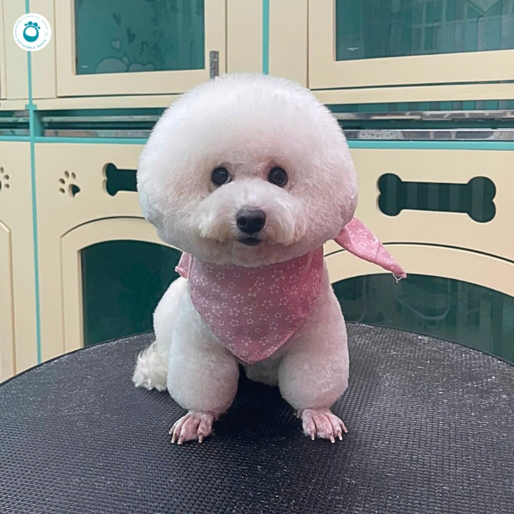 Đưa đón boss tận nhà