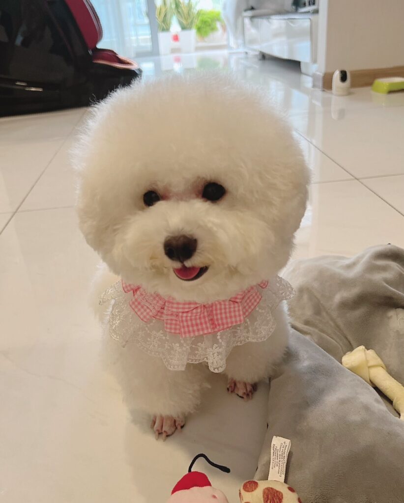 Dịch vụ thú cưng tại TP.HCM