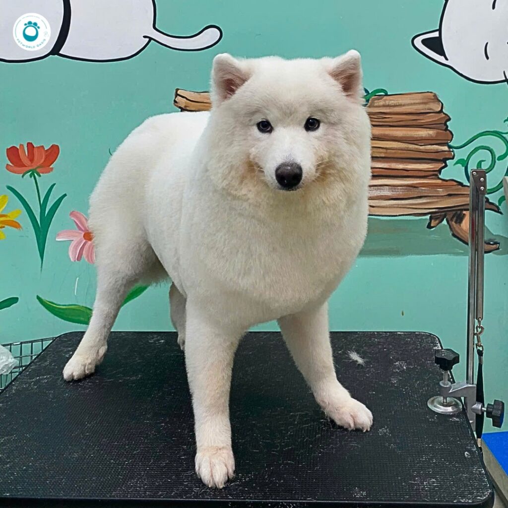 Sai lầm khi dạy chó