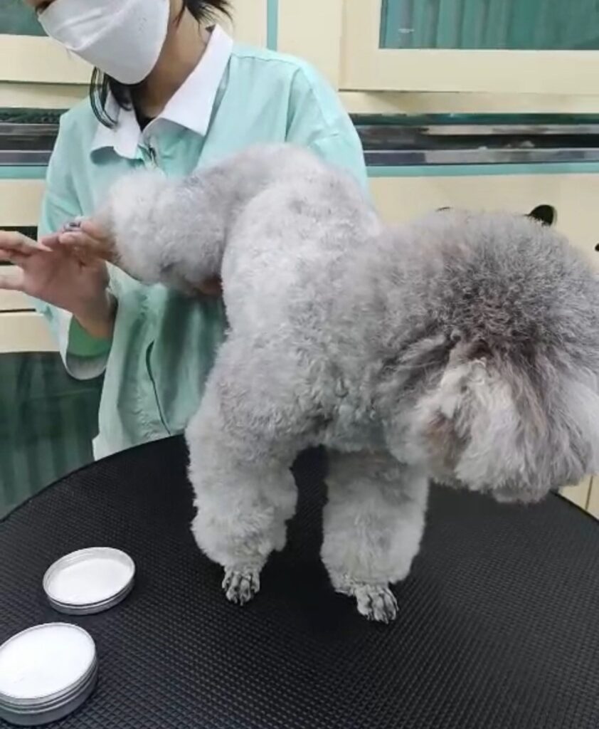 Chăm sóc thú cưng tại TP.HCM