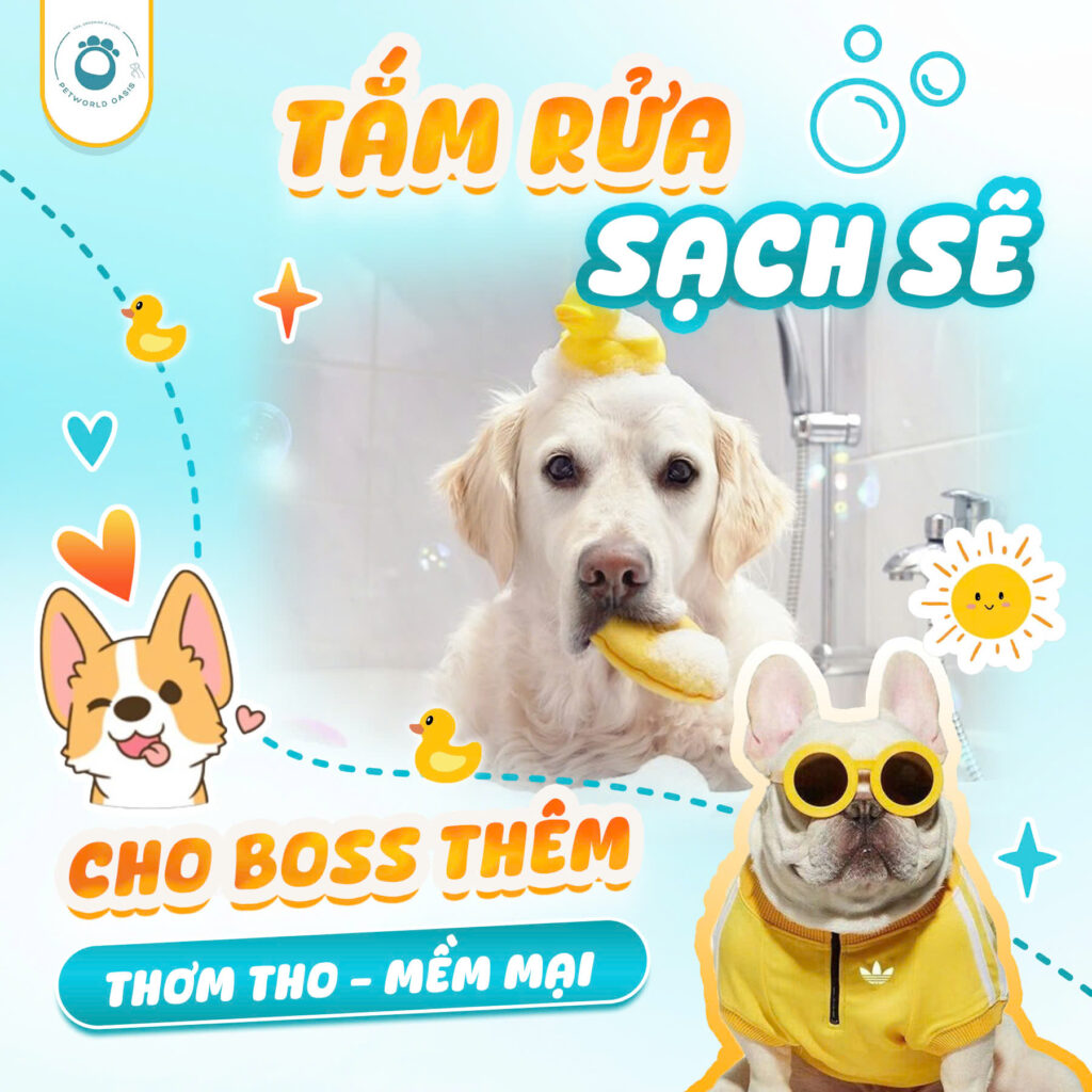 Dịch vụ spa cho pet tại nhà