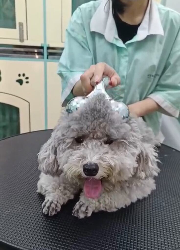 Chải lông cho chó mèo