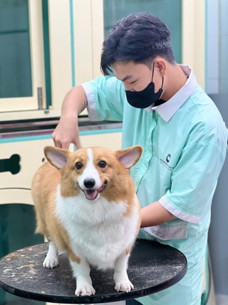 Chăm sóc thú cưng quận Bình Thạnh