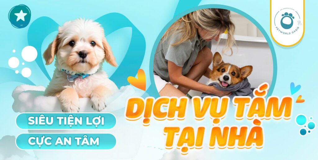 Spa cho thú cưng tại nhà