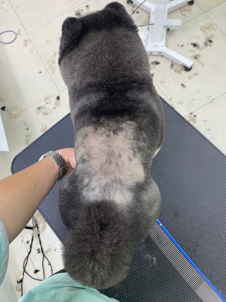 Da thú cưng bong tróc, ngứa ngáy