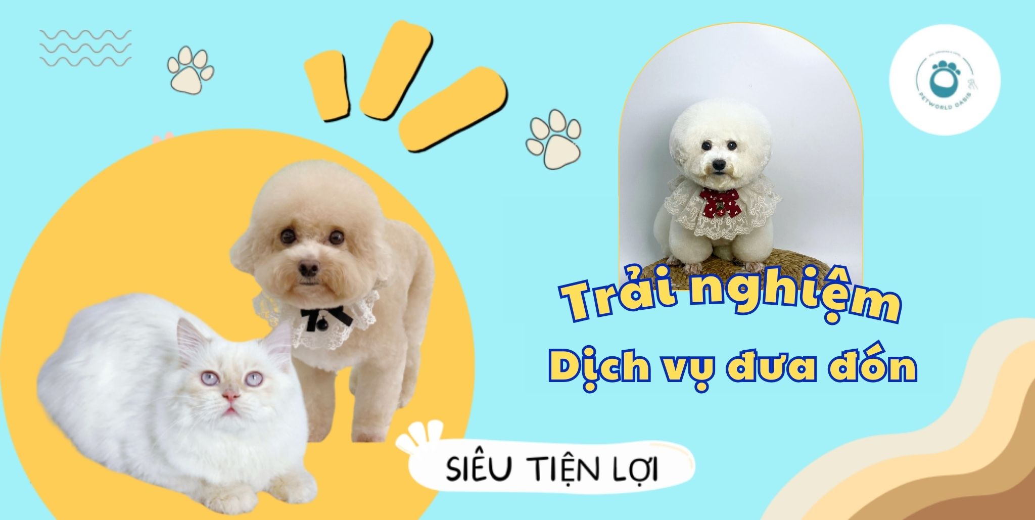 Trải Nghiệm Dịch Vụ Đưa Đón Thú Cưng