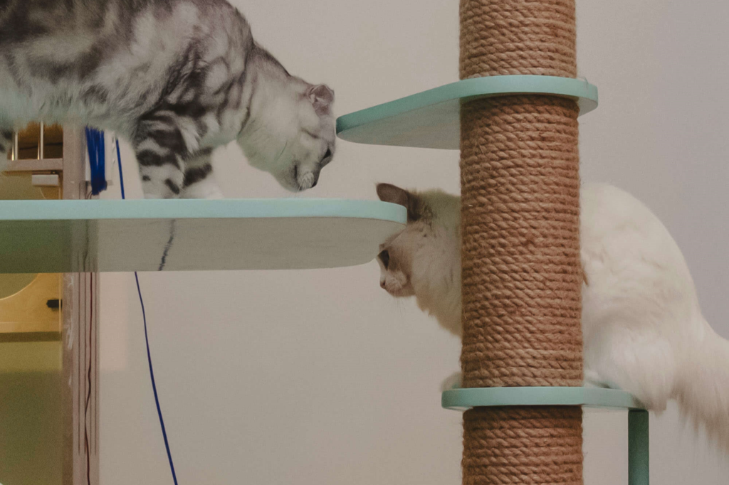 Nên cho mèo ăn gì để lông mượt