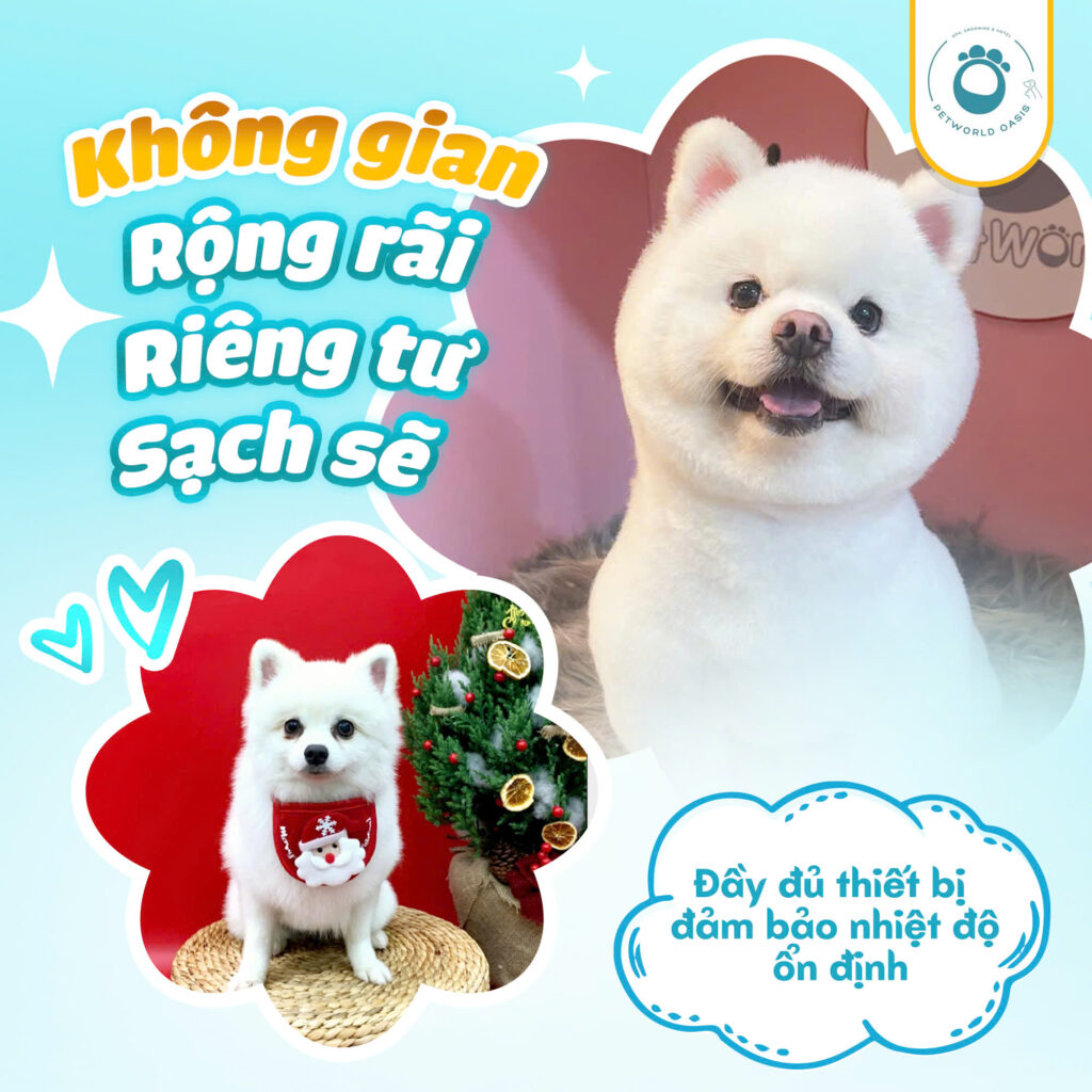 Dịch vụ Pet hotel quận Bình Thạnh
