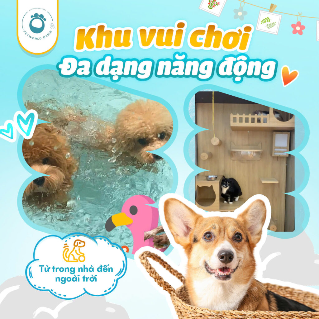 Dịch vụ chăm sóc thú cưng quận Bình Thạnh