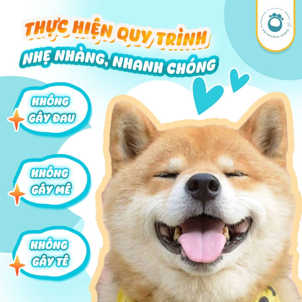 Chăm sóc thú cưng tại PETWORLD OASIS