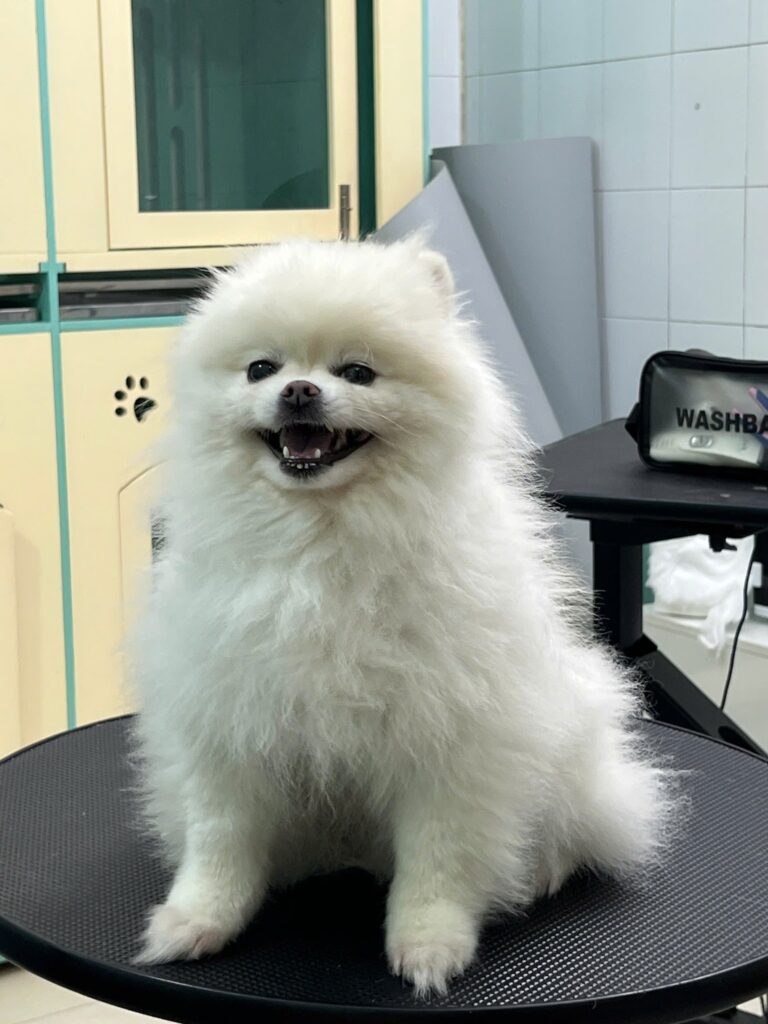 Thú cưng bị rụng lông