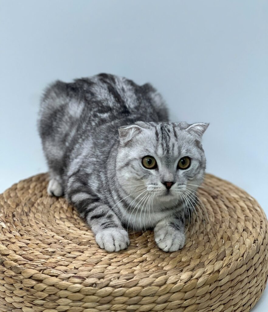 Chăm sóc thú cưng tại Bình Thạnh