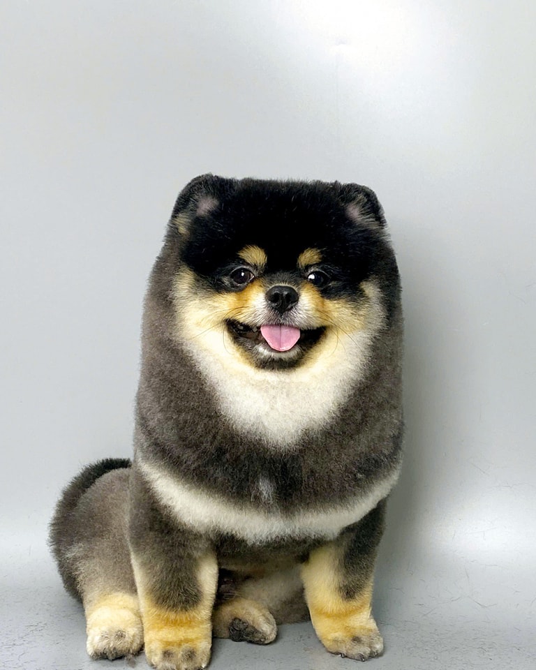 Chăm sóc thú cưng sau khi triệt sản