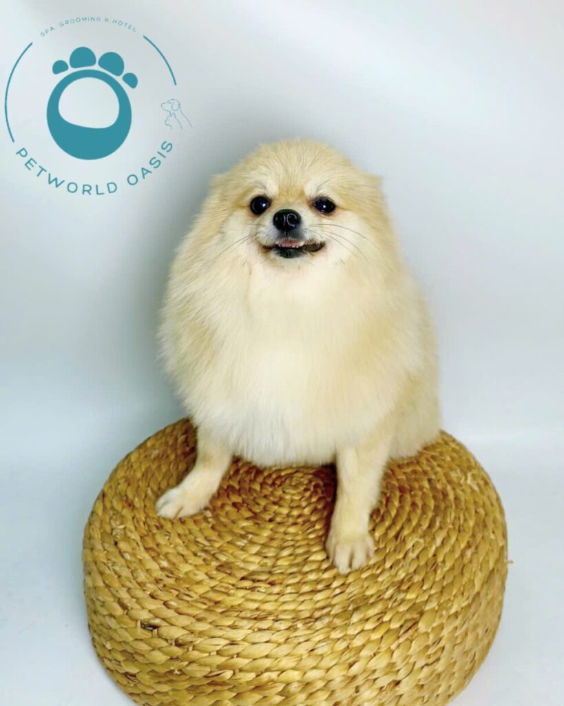Spa Pet tại Bình Thạnh