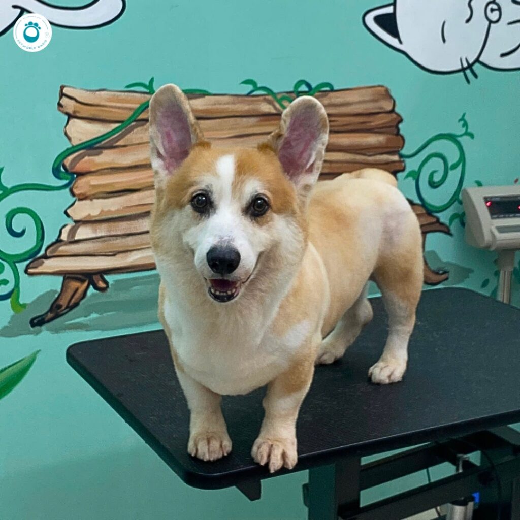 Phòng ngừa bệnh da liễu cho thú cưng