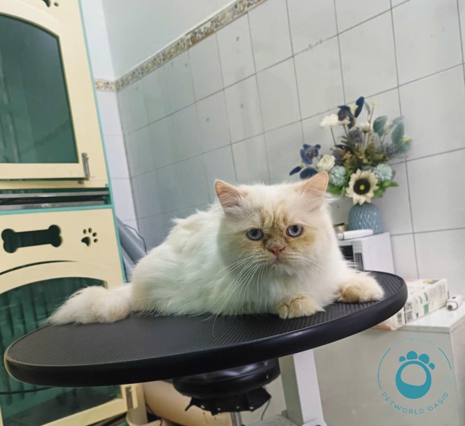 Chăm sóc thú cưng tại PETWORLD OASIS