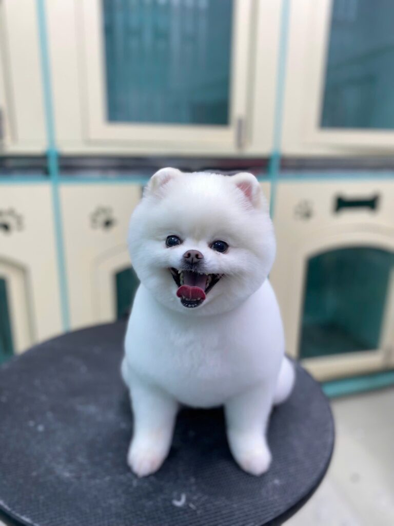 Tắm grooming thú cưng