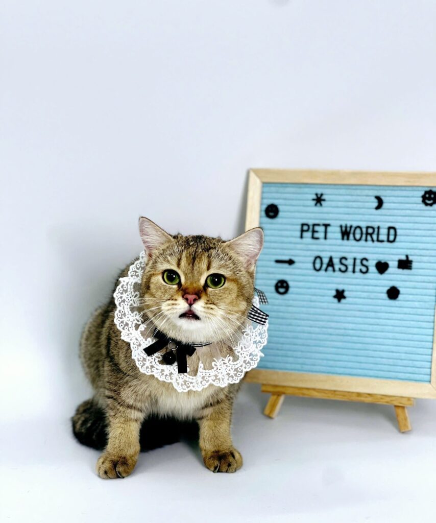 Dịch vụ Spa cho chó mèo