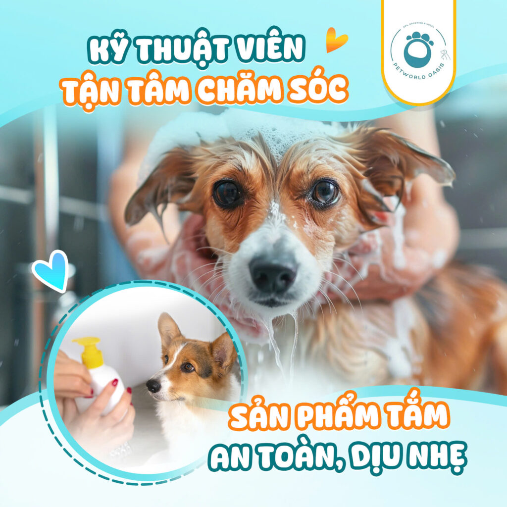 Spa tại nhà cho thú cưng