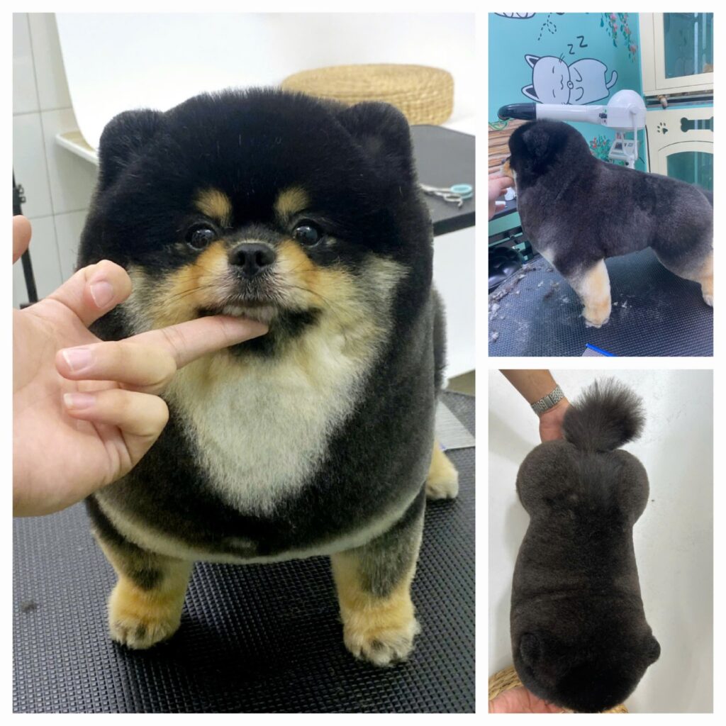 Chọn dịch vụ chăm sóc thú cưng