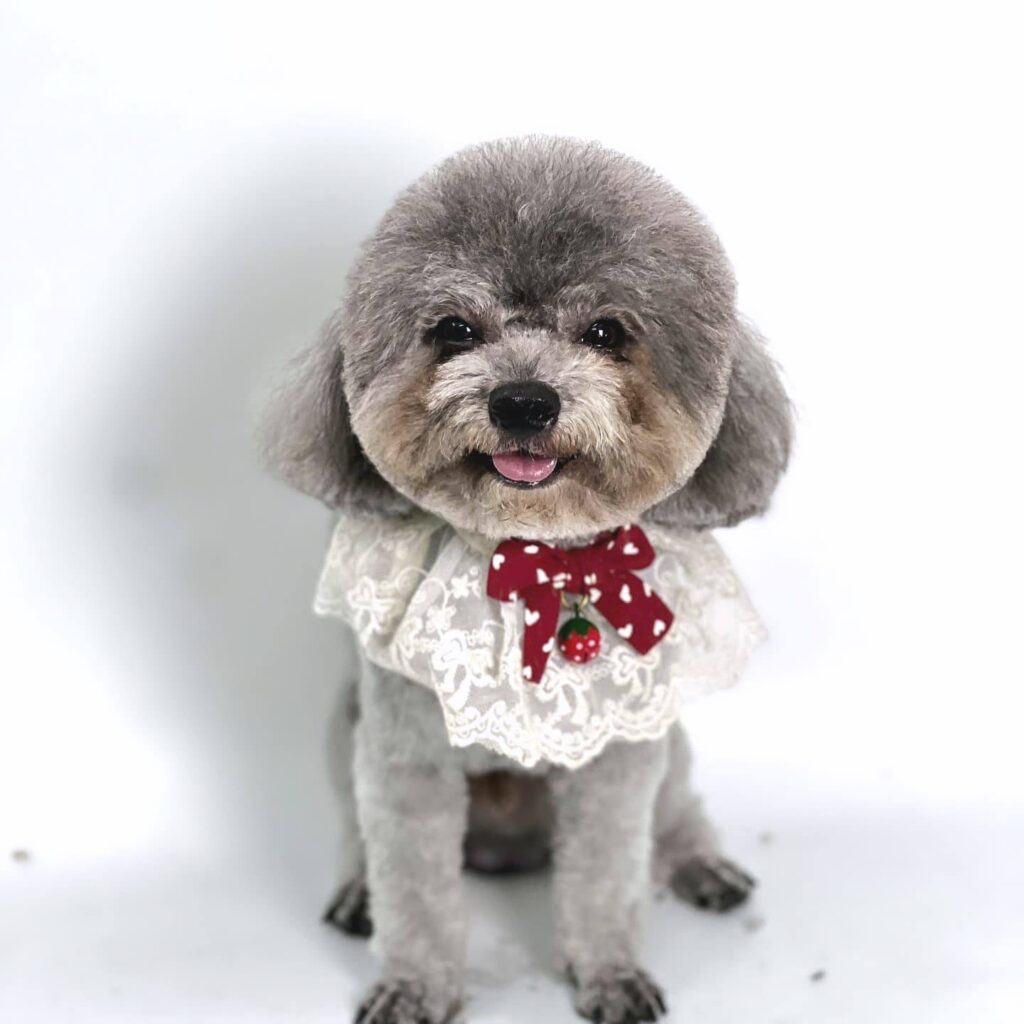 Spa tại nhà cho thú cưng