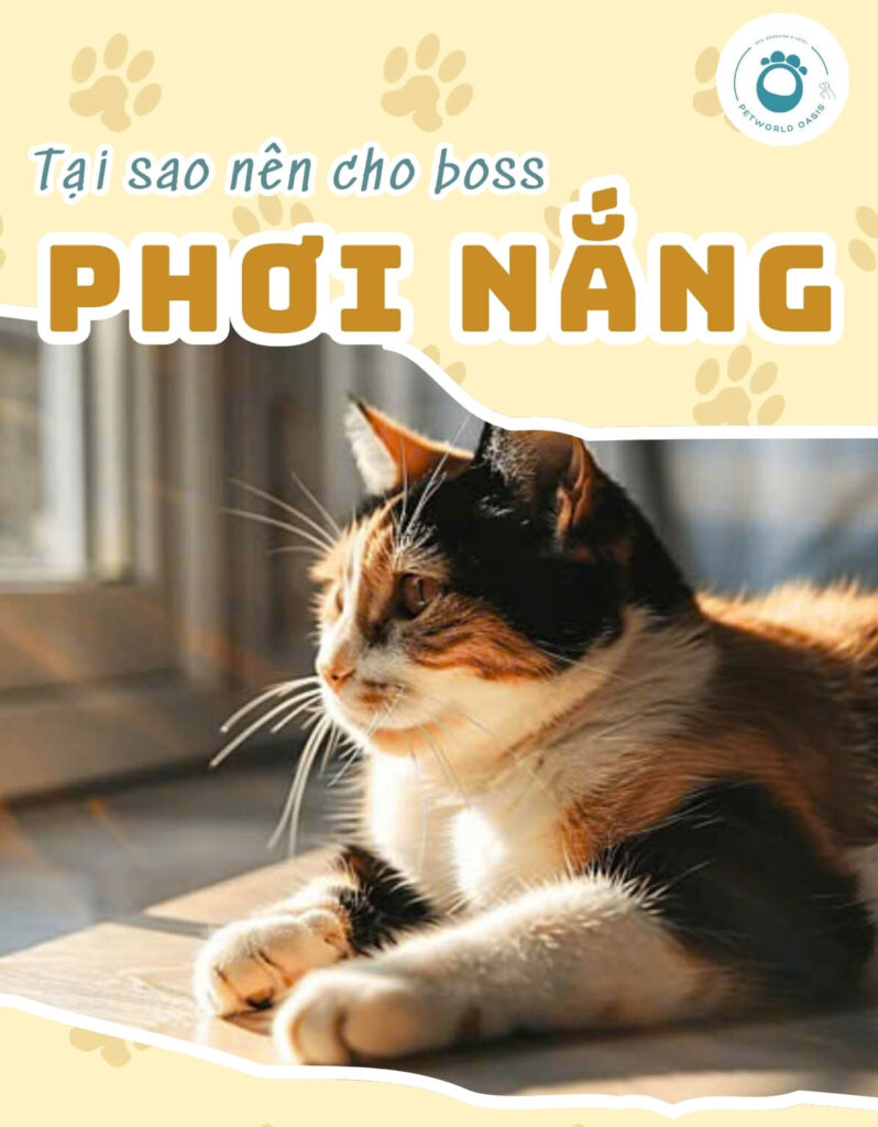 Phơi nắng cho pet cưng