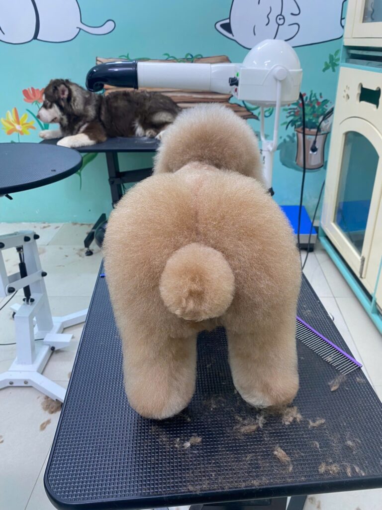 Cắt tỉa lông cho thú cưng