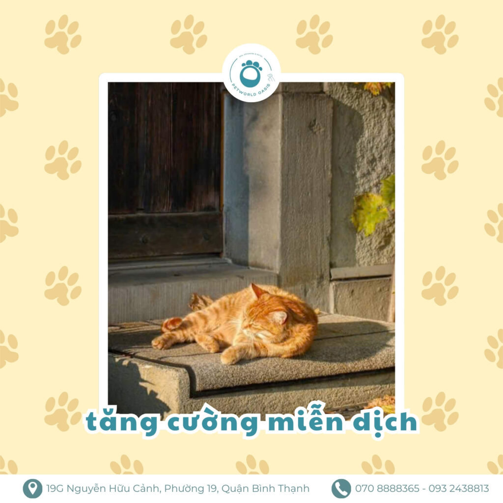 Lợi ích phơi nắng cho thú cưng