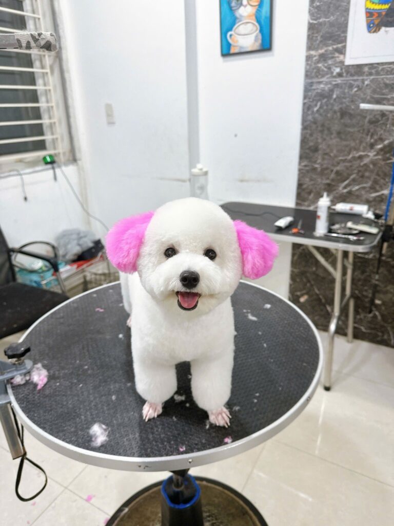 Xu hướng grooming thú cưng
