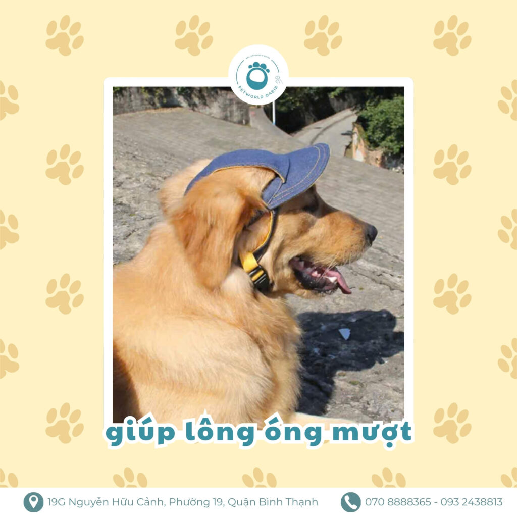 Lợi ích phơi nắng cho thú cưng