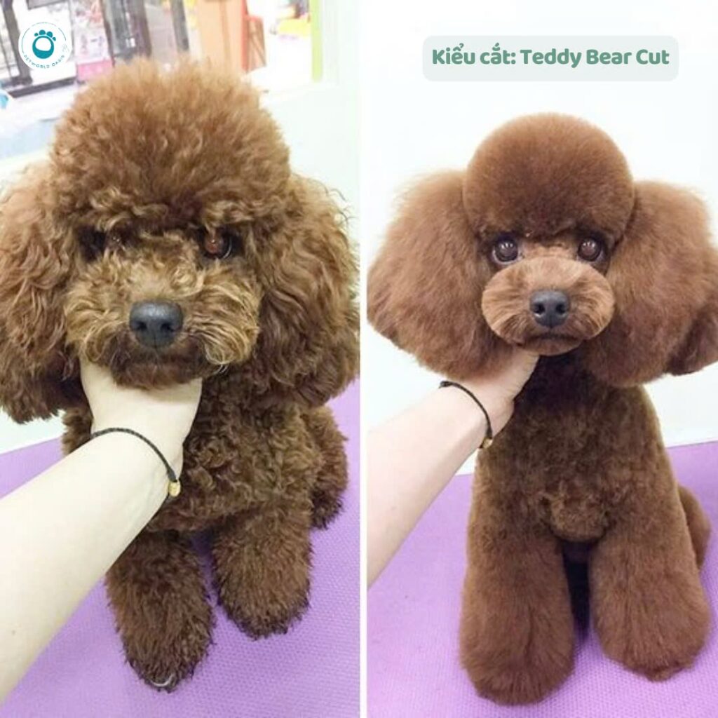 Các kiểu lông được yêu thích