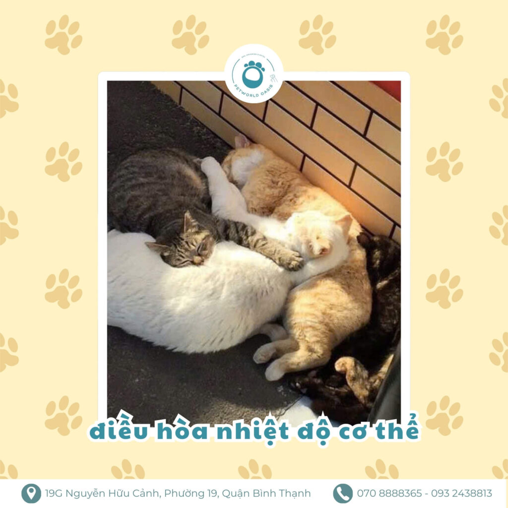 Chăm sóc thú cưng PETWORLD OASIS