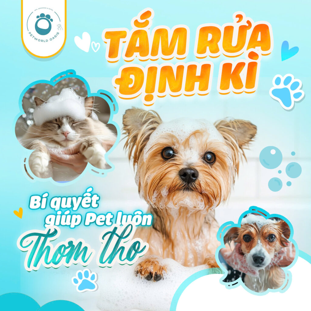 Dịch vụ grooming thú cưng tại PETWORLD OASIS