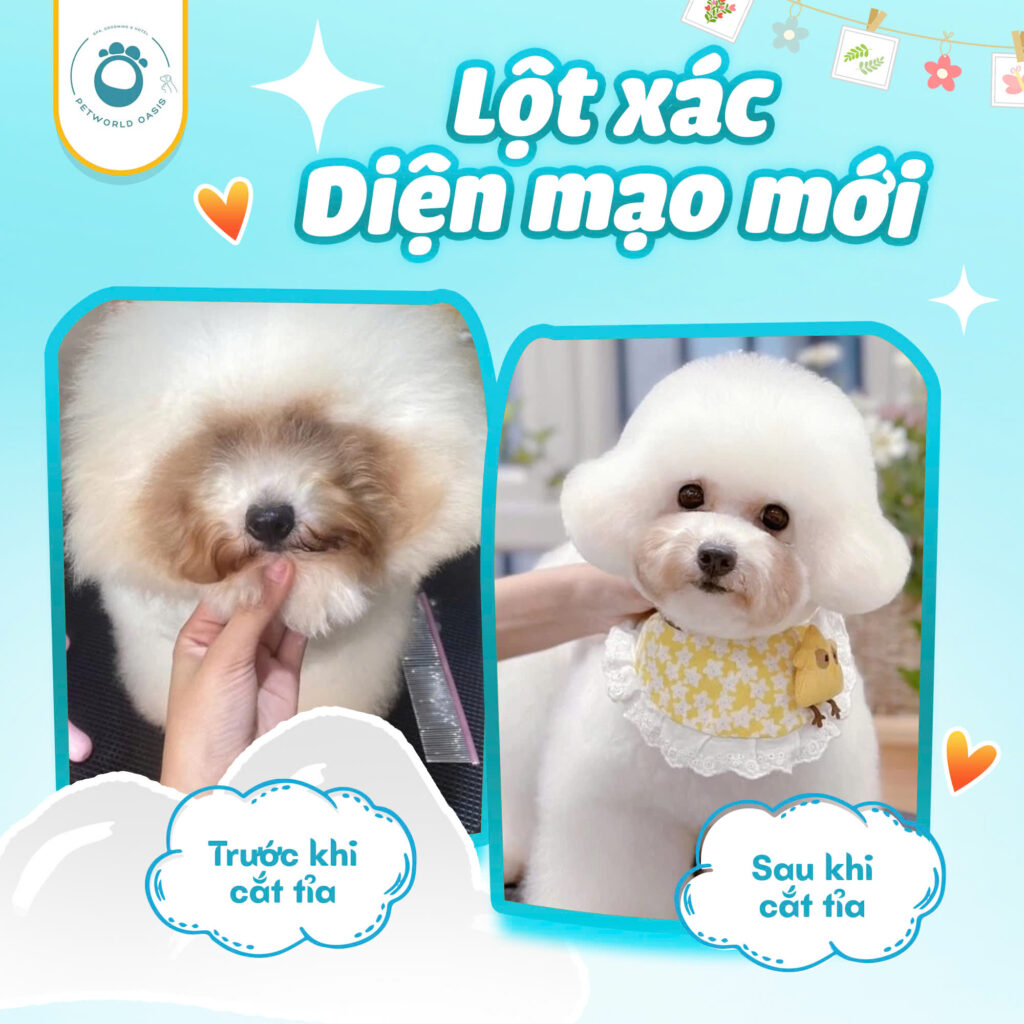 Spa chó mèo tại nhà