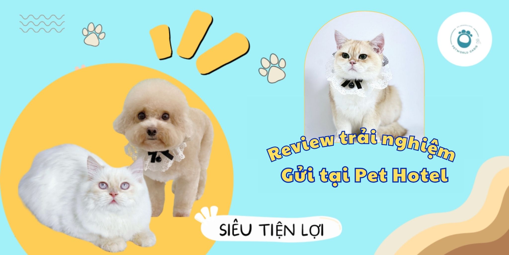 Gửi bé cưng ở pet hotel